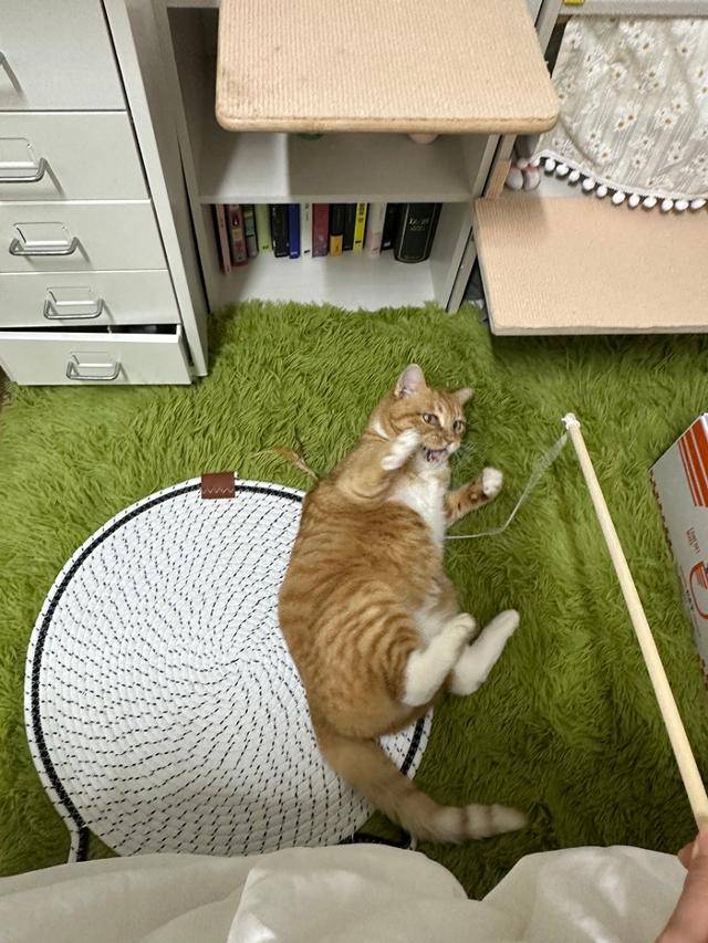 즐거운 사냥놀이 시간! 보호자 제공