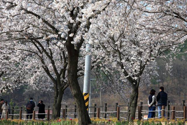 충남 천안시 북면 위례벚꽃길을 찾은 상춘객들이 활짝 핀 벚꽃 아래 봄을 만끽하고 있다. 40리 분홍빛 터널로 불리는 이곳은 연인들의 데이트 명소이기도 하다. 천안북면 위례벚꽃축제위원회 제공