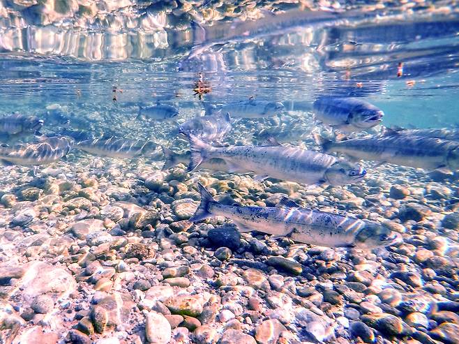 양양 남대천은 연어 회귀지점이기도 하다.