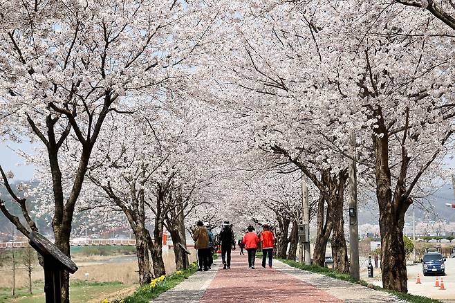 충북 음성군 생극면 ‘응천십리벚꽃길’에 방문객들이 만개한 벚꽃 터널을 거닐고 있다. 음성군 제공