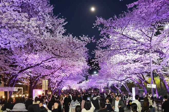 지난해 과천 렛츠런파크 서울에서 야간에 열린 2025 벚꽃축제 모습.