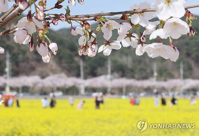 삼척의 유채꽃과 벚꽃 [연합뉴스 자료사진]
