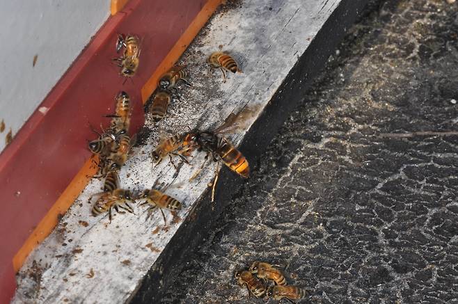 꿀벌 공격하는 등검은말벌  [농진청 제공. 재판매 및 DB 금지]