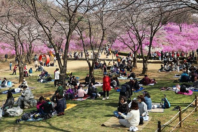 원미산 진달래동산 [부천시 제공. 재판매 및 DB 금지]