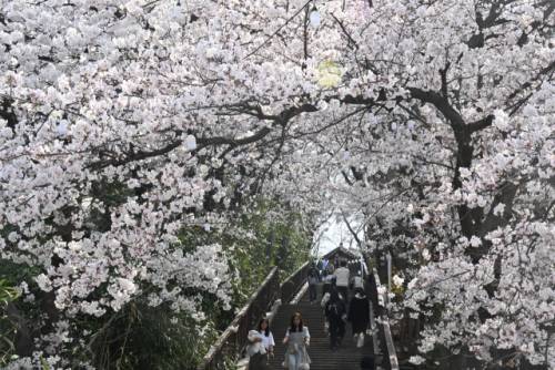 산과 바다, 호수를 품은 강릉에 벚꽃축제가 시작됐다. 3일부터 강릉교동 솔올택지에서 솔올 블라썸이, 남산에서도 남산벚꽃축제가 열린다. ‘경포 벚꽃 축제’는4월 4일부터 11일까지 경포호수광장 일원에서 개최된다. 사진은 벚꽃 활짝핀 남산벚꽃축제 현장.