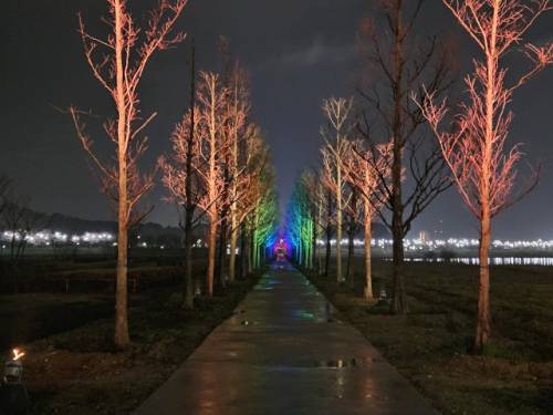 경포생태저류지에서는 수변문화축제가 펼쳐져 커피콩배, 오죽전통배 등을 무료로 즐길 수 있고 메타세쿼이아길에는 야간 조명이 설치돼 주·야간 모두 색다른 경관을 제공할 예정이다.