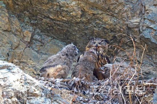 ▲ 수리부엉이 가족이 울산 울주군 절개지 암벽에서 포착됐다. 윤기득 사진작가 제공