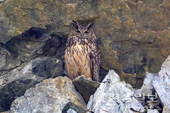 ▲ 수리부엉이 가족이 울산 울주군 절개지 암벽에서 포착됐다. 윤기득 사진작가 제공