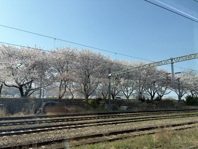 4월의 경남은 벚꽃 천국이다. 경남 곳곳이 벚꽃 명소라서 관광객들의 발길이 줄을 잇는다. 이재희 기자