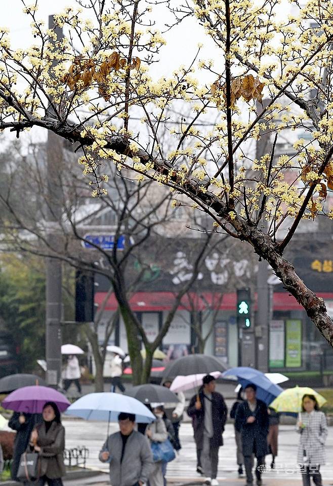 전국적으로 비가 내린 18일 우산을 쓴 시민들이 산수유가 만개한 광주 북구청 4거리에서 발걸음을 재촉하고 있다.
양광삼기자 ygs02@mdilbo.com