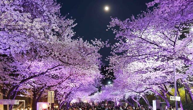 지난해 렛츠런파크 서울에서 열린 마사회 벚꽃축제 야경. [제공=마사회]