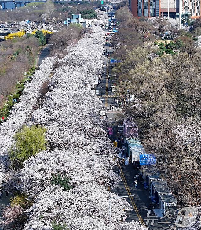 '여의도 봄꽃축제'를 하루 앞둔 2일 서울 여의도 윤중로에 벚꽃이 만개해 있다. 2026.4.2 ⓒ 뉴스1 최지환 기자