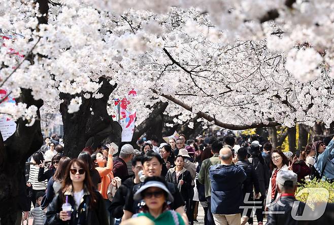 지난 2일 서울 여의도 윤중로에서 시민들이 벚꽃을 감상하고 있다. 2026.4.2 ⓒ 뉴스1 최지환 기자