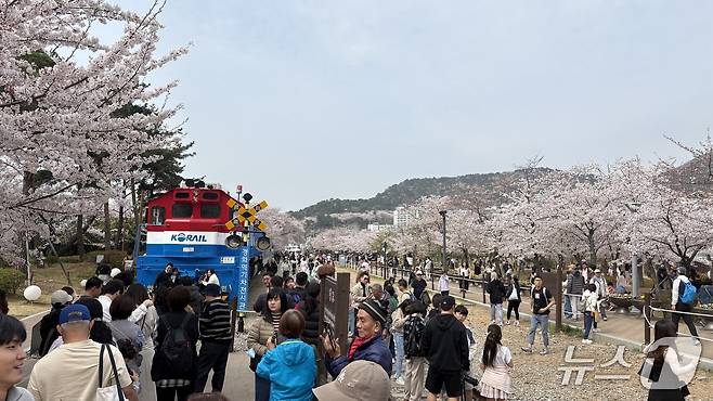 전국 최대 벚꽃 축제인 '제64회 진해군항제'가 열리고 있는 3일 경남 창원시 진해구 경화역공원에서 관광객들이 벚꽃을 감상하고 있다. 2026..4.3./뉴스1 강정태 기자