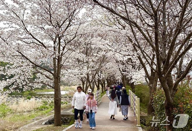 3일 거제 독봉산웰빙공원 인근 산책로에서 시민들이 만개한 벚꽃을 보며 산책하고 있다.2026.4.3/뉴스1 강미영기자