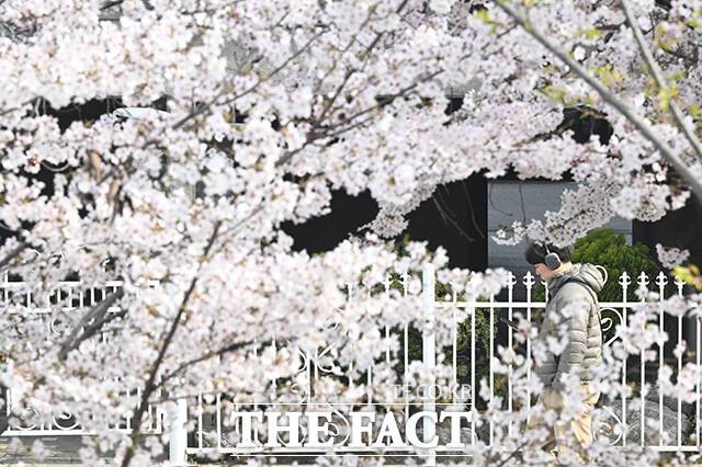 한 시민이 완연한 봄날씨를 보인 3일 오전 서울 마포구 토정로에 만개한 벚꽃 사이를 지나고 있다. /김성렬 기자