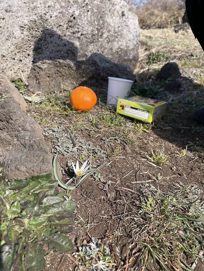 귤, 물, 과자. 소박한 제물 앞에 조화처럼 피어난 새하얀 들꽃 한 송이가 보였다. “거기 꽃 피었습니까, 여긴 꽃 피젠 헴수다(여긴 꽃 피려 합니다).” 허 시인이 4·3에 바친 시구절 같은 봄의 전령이었다. 이유진 기자