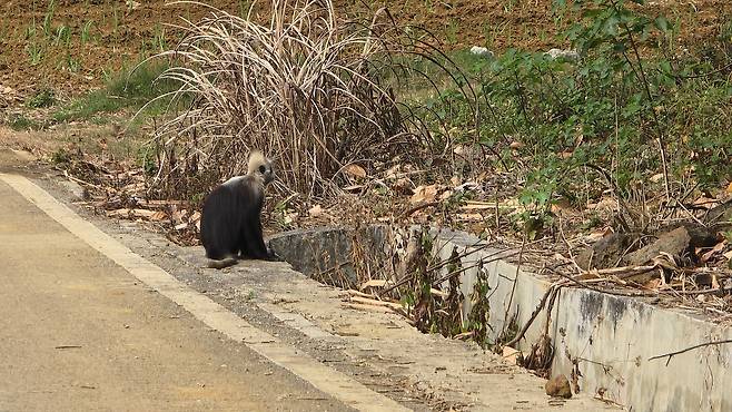 지난달 27일 중국 광시성 충쭤시 자연보호구에서 포착한 멸종위기종 원숭이 흰머리랑구르. 사진 이도성 특파원