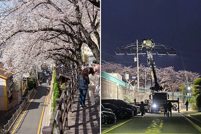 평화로운 벚꽃길 전경(왼쪽)과 촬영을 위해 ‘소방차 전용’ 구역을 점령한 드라마팀의 크레인 차량. 연합뉴스