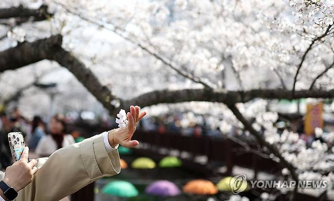 2026년 진해 군항제 벚꽃 [연합뉴스 자료사진]