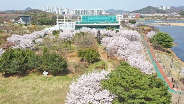 안산시가 벚꽃 명소로 주목받고 있다. /안산시 제공