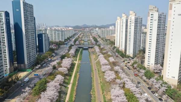 안산시가 벚꽃 명소로 주목받고 있다. /안산시 제공