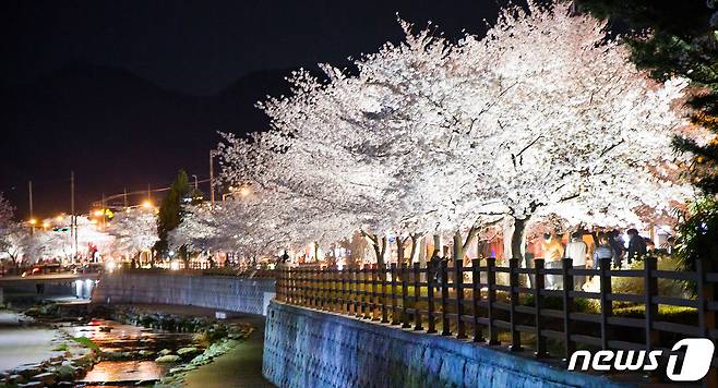 쌀쌀한 날씨 속에서도 경북 구미시 금오천변에 벚꽃이 만개했다. 3일까지 이틀 동안 열린 금오산 벚꽃축제 기간 벚꽃이 만개한 금오천에서는 바람개비 조형물과 포토존이 설치되고 버스킹 공연이 이어져 봄 마중을 나온 시민들에게 다양한 볼거리를 제공했다. 2019.4.3 ⓒ 뉴스1 정우용 기자