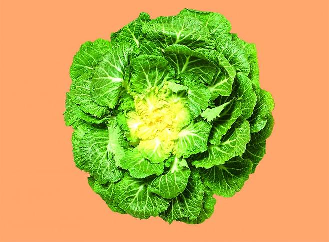 봄동은 잎이 펼쳐져 있다. 어린이과학동아 제공
