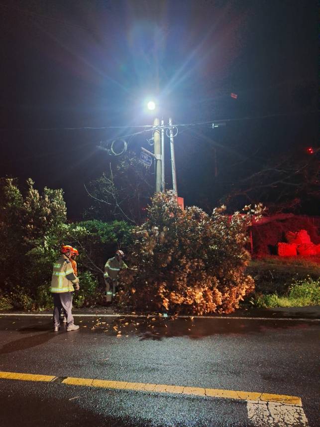 강풍에 쓰러진 가로수(제주소방안전본부)