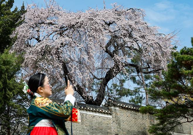 31일 서울 종로구 창덕궁에 벚꽃이 피어 있다. 이날 기상청에 따르면 전국 대부분 지역에서 비가 그친 가운데 낮 최고기온이 21도까지 오른 것으로 나타났다.
