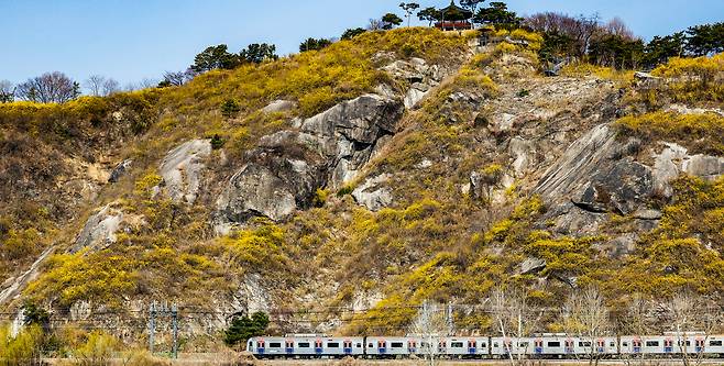서울 낮 최고기온이 19도를 기록한 23일 서울 광진구 응봉산 일대에 개나리 꽃이 피어 있다. 기상청은 이날 중부내륙과 전북내륙, 경북권내륙을 중심으로 아침 기온이 0도 안팎이고, 낮과 밤의 기온차가 15~20도로 크겠으니 건강관리에 유의해야겠다고 예보했다.