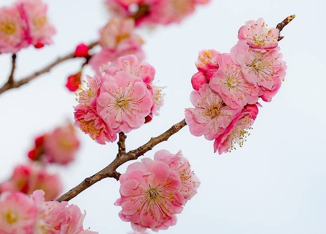 31일 서울 종로구 창덕궁에 홍매화가 피어 있다. 이날 기상청에 따르면 전국 대부분 지역에서 비가 그친 가운데 낮 최고기온이 21도까지 오른 것으로 나타났다.&nbsp;
