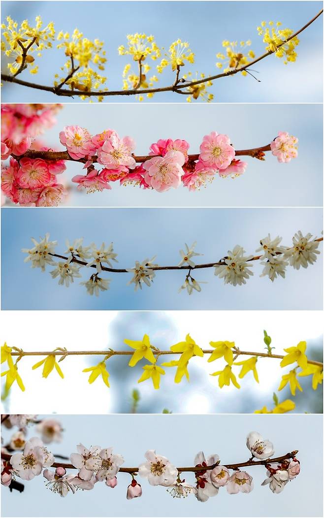 31일 서울 곳곳에 봄꽃이 피어 있다. 이날 기상청에 따르면 전국 대부분 지역에서 비가 그친 가운데 낮 최고기온이 21도까지 오른 것으로 나타났다. 맨 위부터 산수유, 홍매화, 미선나무 꽃, 개나리, 벚꽃.