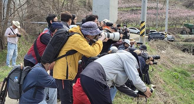 ▲ 지난 5일 대창면 구지리에서 열린 제16회 영천복사꽃 전국사진촬영대회에 전국에서 온 사진작가들이 모델을 대상으로 촬영을 하고 있다. 권오석 기자