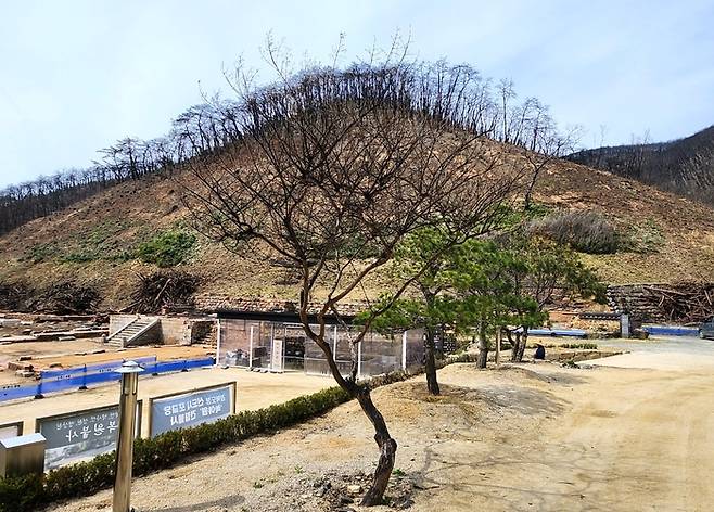 대웅보전 앞 능선이 산불로 대부분 소실된 가운데 일부 식생이 남아 있다. 당시 화재의 확산 양상이 엿보인다.