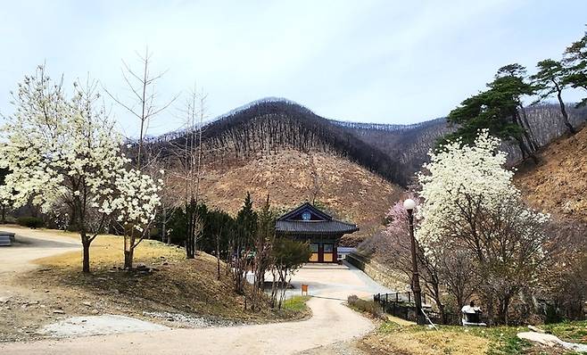 고운사 경내에 벚꽃이 핀 가운데 뒤편 능선에는 산불로 탄 흔적이 남아 있다. 회복과 상흔이 한 화면에 담겼다.