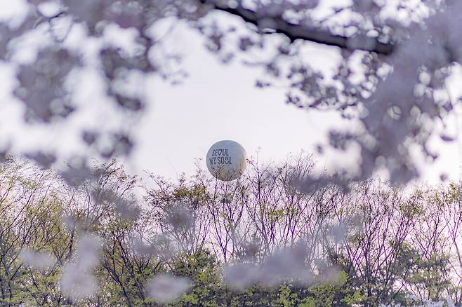 벚꽃과 어우러진 서울달 모습. /서울관광재단 제공