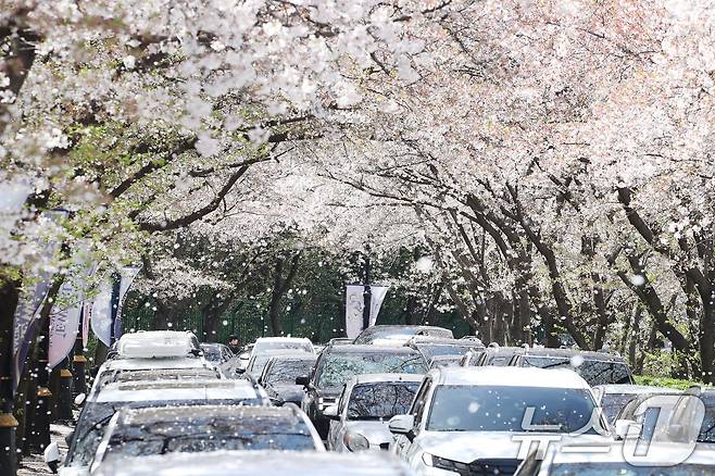 벚꽃이 어느새 막바지에 다다른 5일 대구 달서구 테마파크 이월드 83타워 진입로가 상춘객 차량으로 밀리고 있다. 2026.4.5 ⓒ 뉴스1 공정식 기자