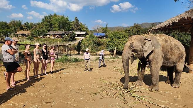 2000년대 들어 ‘공정 여행’ 바람이 불면서 대세로 떠오른 코끼리 먹이주기 체험. 동물복지적으로 훌륭한 관찰형 시설도 늘고 있지만, 절대적인 수는 여전히 적다. 남종영 제공