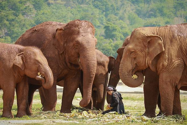 코끼리자연보호소의 창립자인 생드안 렉 차일릇이 코끼리에게 먹이를 주고 있다. 코끼리자연보호소 제공
