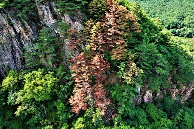 ▲ 녹색연합이 촬영한 설악산 장수대 금강송 고사목. 녹색연합 제공