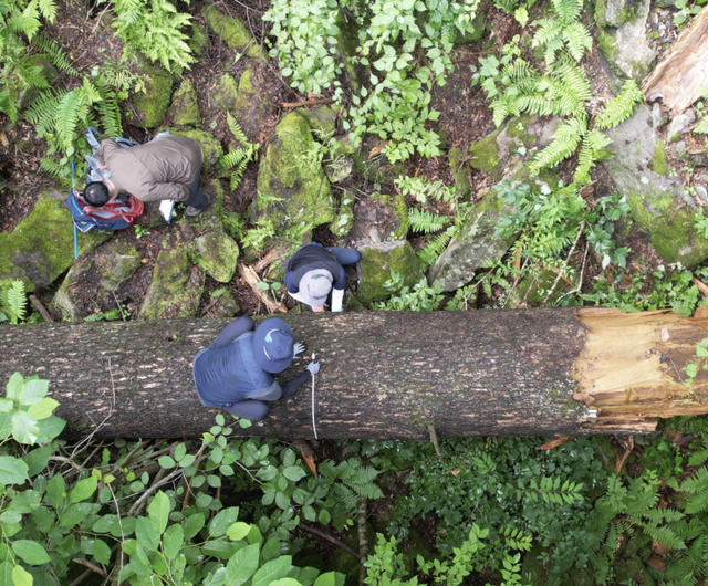 ▲ 녹색연합 관계자들이 함백산에서 쓰러진 전나무를 조사하고 있다. 녹색연합 제공