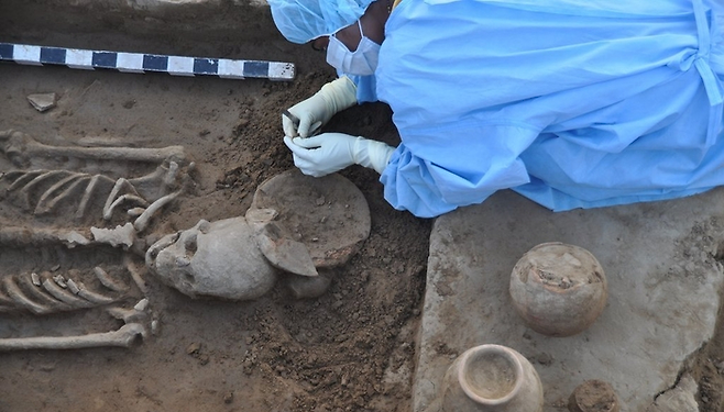 2015년 인도 데칸대 고고학부 발굴팀과 서울대 의과대학 법과학연구소가 함께 발굴한 하라파 인더스 문명 시기 주민의 유골. [데칸대 고고학부]