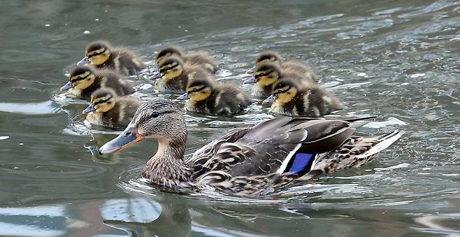성북천 청둥오리 가족