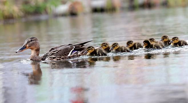 성북천 청둥오리 가족