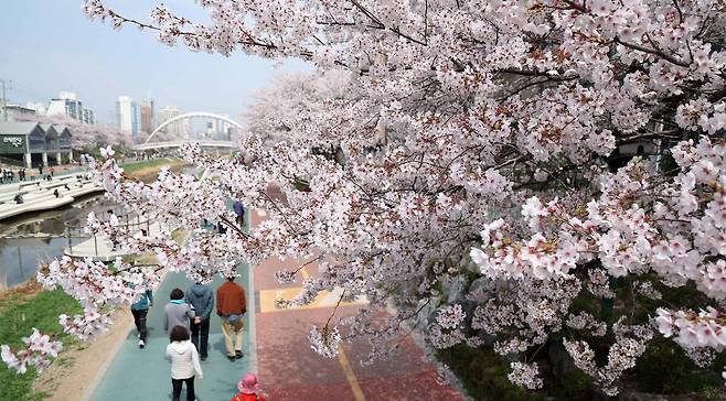 5일 서울 은평구 불광천에 벚꽃이 만개해있다. 뉴시스