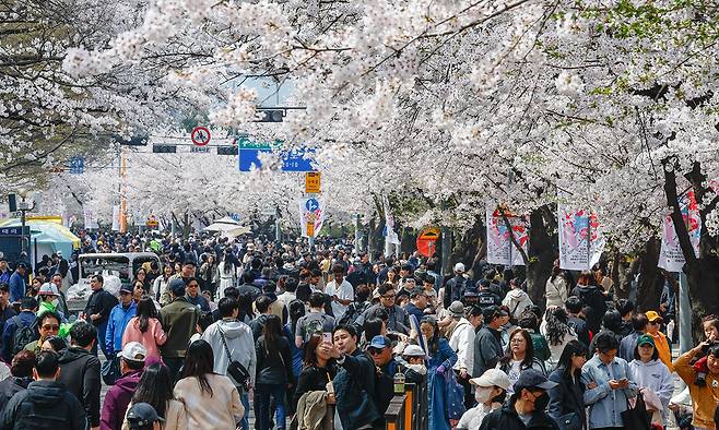 하얀 세상 ‘찰칵’ 5일 서울 여의도 국회 앞 윤중로 벚꽃길에서 ‘영등포 여의도 봄꽃 축제’가 열린 가운데 시민들이 만개한 벚꽃을 구경하고 있다. 최상수 기자