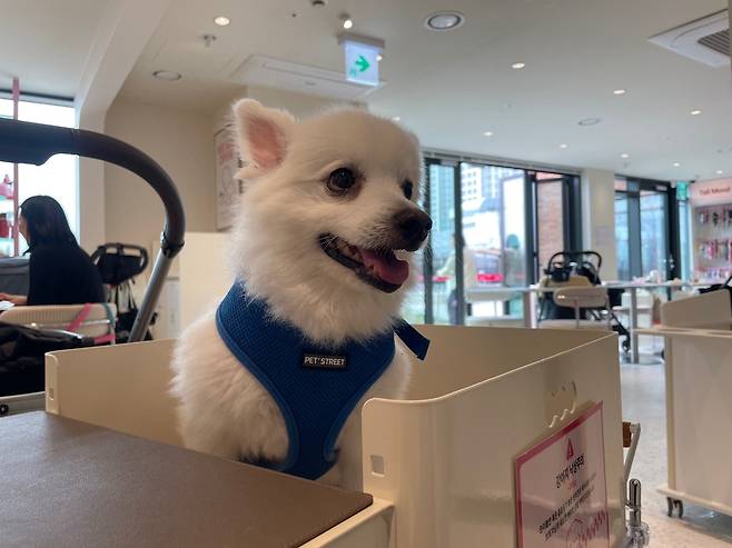 주인과 함께 반려동물 동반 카페를 찾은 반려견 [촬영 김세린]