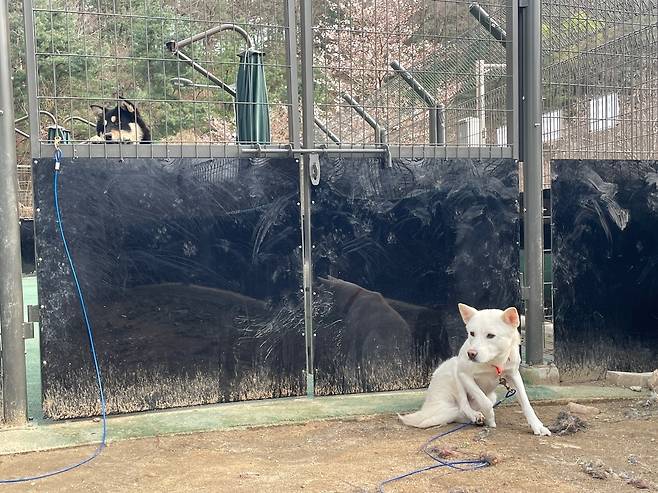 산책 후 휴식을 취하는 유기견들 [촬영 김세린]