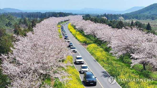 제주의 봄은 아름다워 (제주=연합뉴스) 박지호 기자 = 제43회 서귀포유채꽃축제 마지막 날인 5일 오후 축제장인 제주 서귀포시 표선면 가시리 녹산로 일대에 벚꽃과 유채꽃이 활짝 피어 완연한 봄이 왔음을 실감케 하고 있다. 2026.4.5 jihopark@yna.co.kr